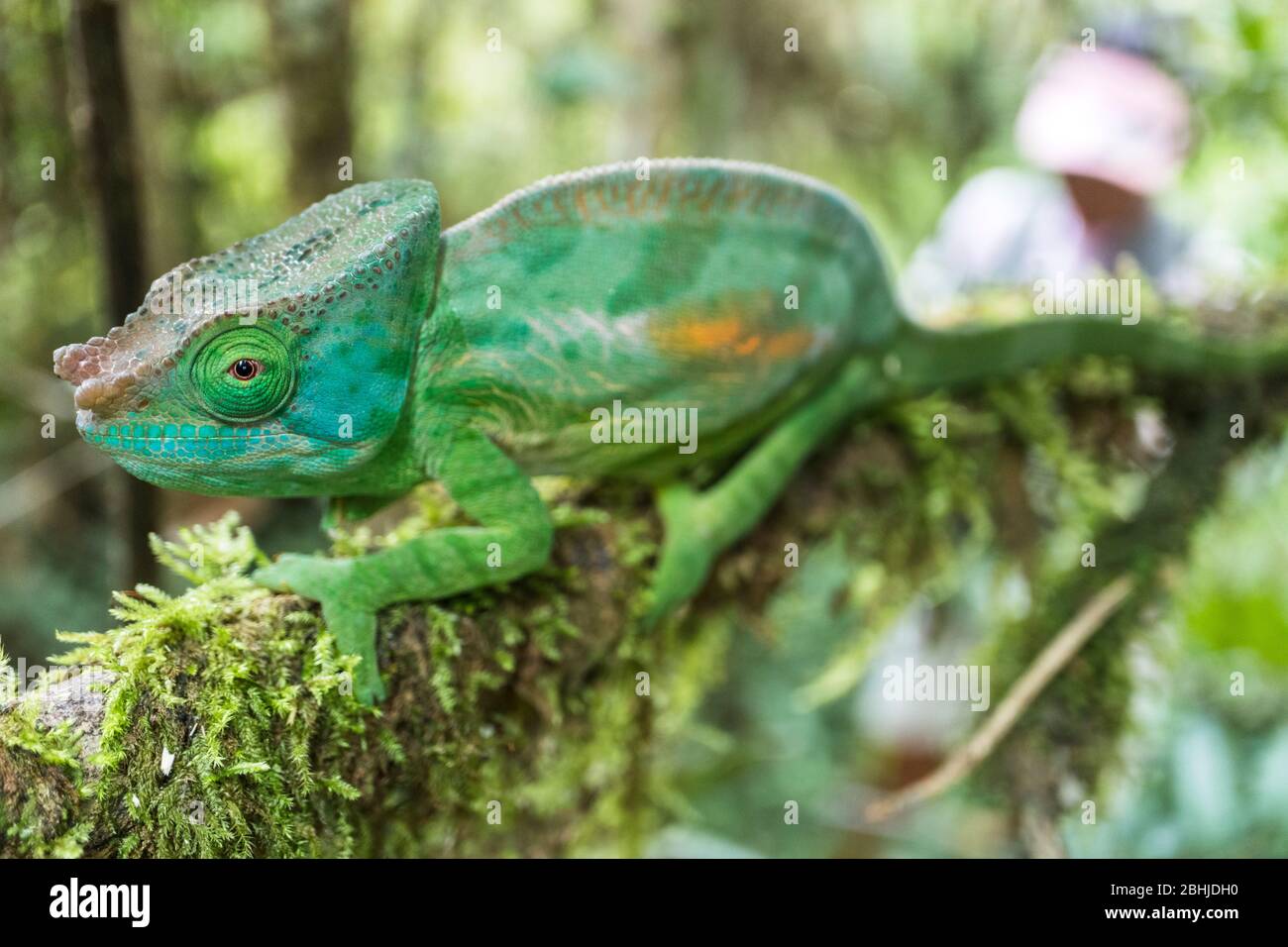 Chamäleon von Madagaskar Stockfoto