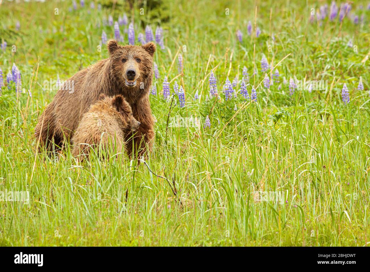 Familie (Mutter mit jungen) von grizzly Bären - Ursus Arctos - Lake-Clark-Nationalpark, Alaska, Vereinigte Staaten von Amerika Stockfoto