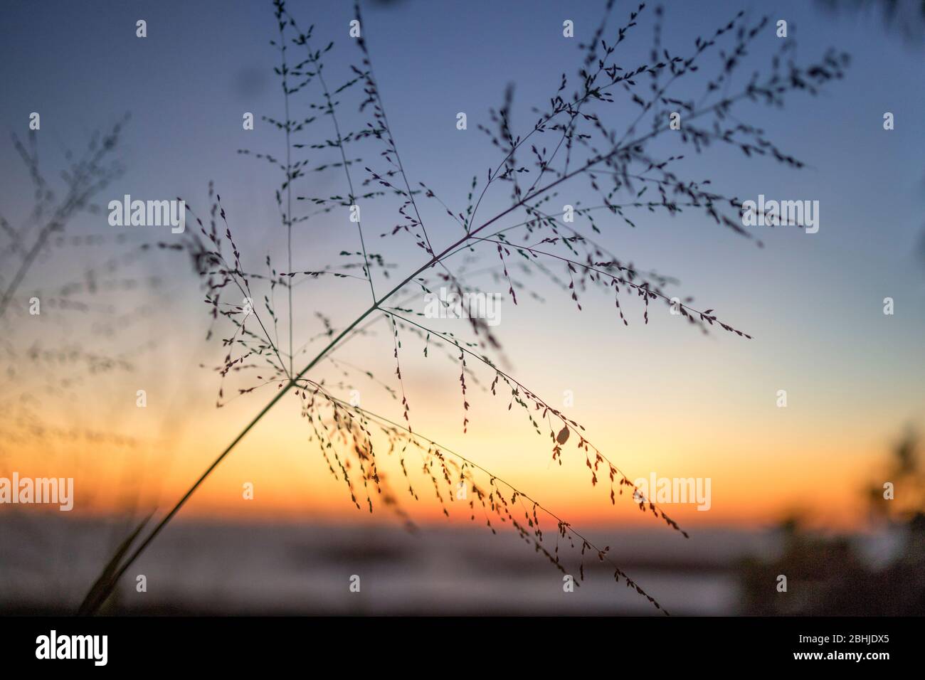 Grass im Sonnenuntergang Stockfoto