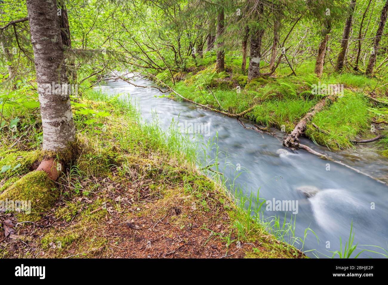 Chugach National Forest, Portage Valley, Alaska, USA Stockfoto