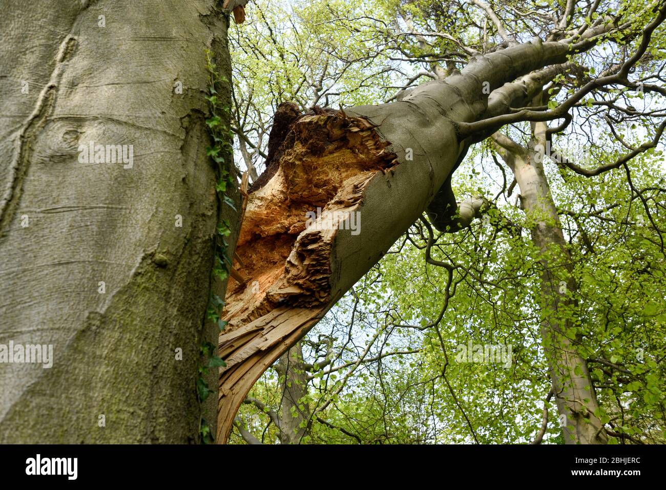 Eine vom Sturm beschädigte Buche mit einem gebrochenen Hauptast. Stockfoto
