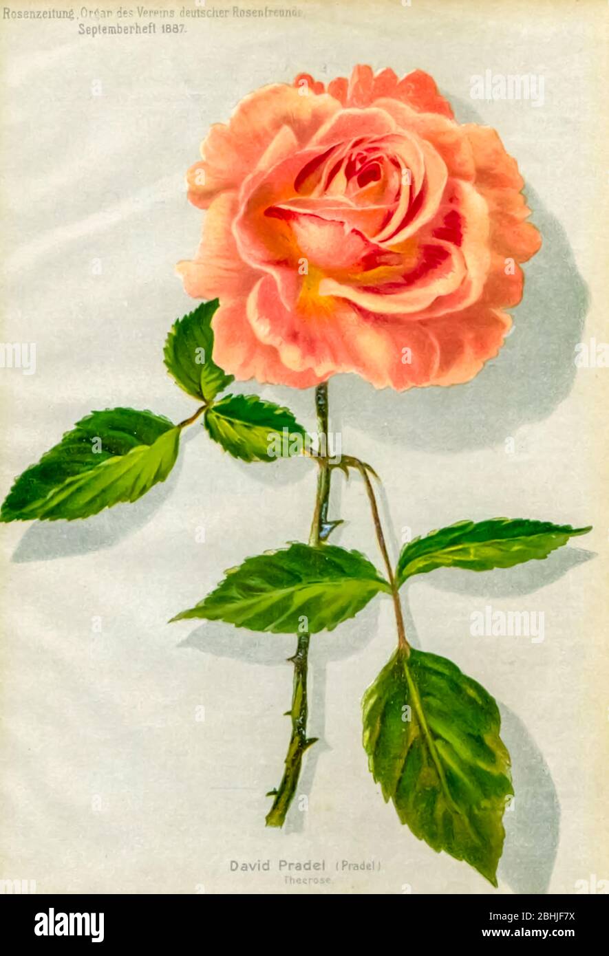 Handbemalter und farbiger Blumenstrauß aus Orangen (Lachs) Rosen 1887 aus Rosen-Zeitung, Organ des Vereins Deutscher Rosenfreunde, 1887 von C. P. Strassheim Stockfoto