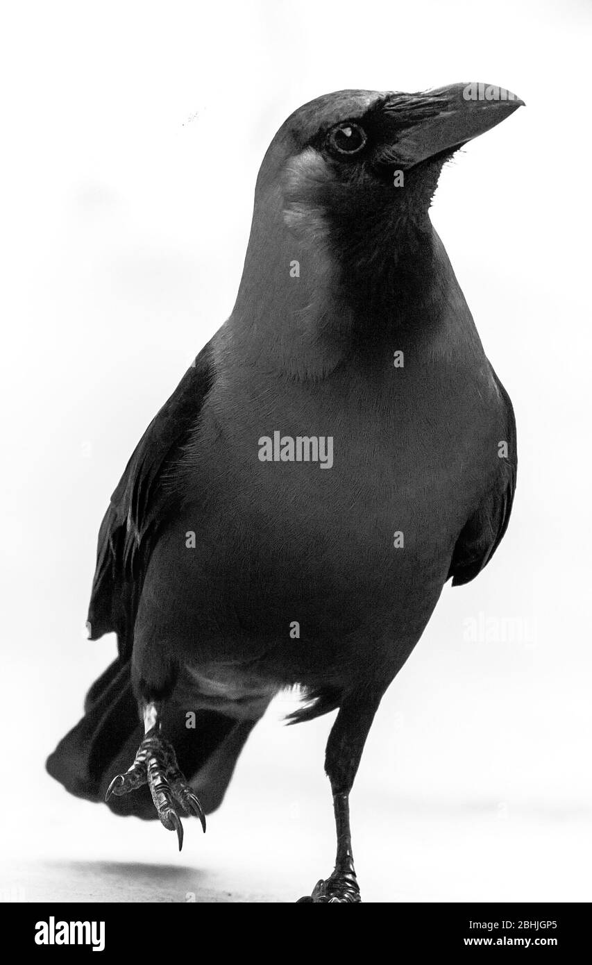 Schwarze Krähe auf weißem, isoliertem Hintergrund. High Key Krähe Vogel Foto Stockfoto