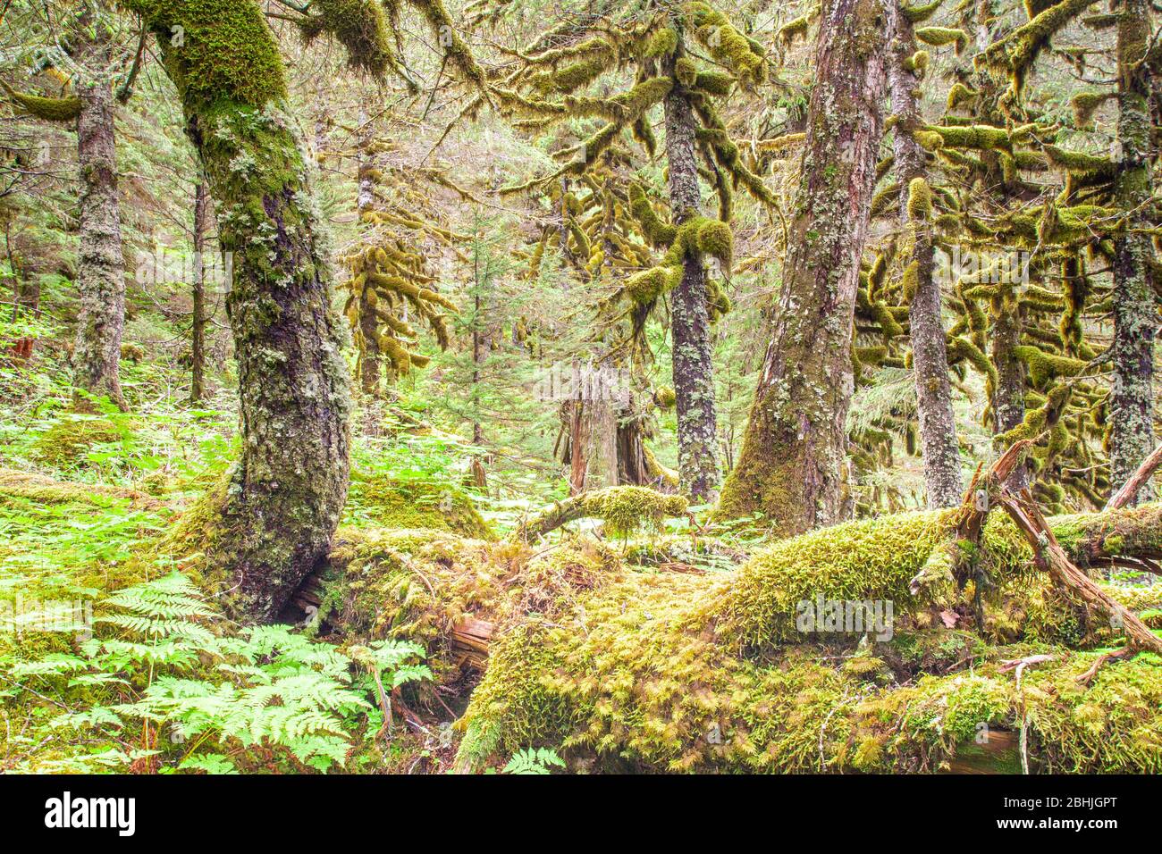 Chugach National Forest, Portage Valley, Alaska, USA Stockfoto