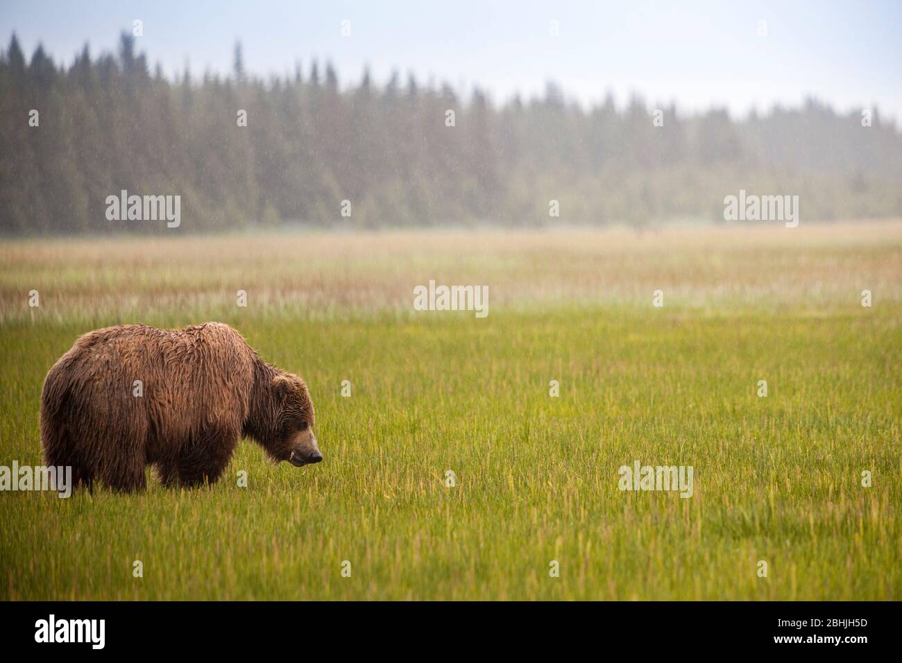 Männlicher grizzly Bär - Ursus Arctos - Lake-Clark-Nationalpark, Alaska, Vereinigte Staaten von Amerika Stockfoto