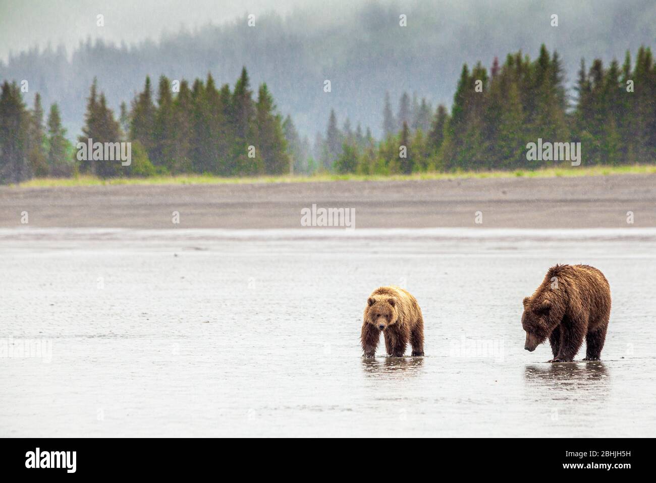 Familie (Mutter mit jungen) von grizzly Bären - Ursus Arctos - Lake-Clark-Nationalpark, Alaska, Vereinigte Staaten von Amerika Stockfoto