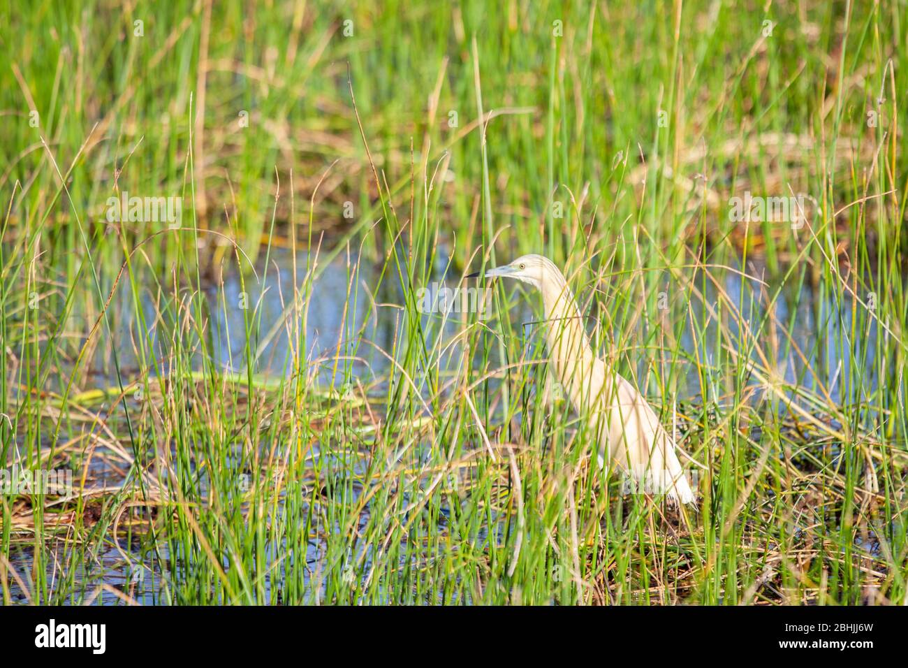 Squacco Heron - Ardeola ralloides-, Nationalpark von Doñana, Huelva, Spanien Stockfoto