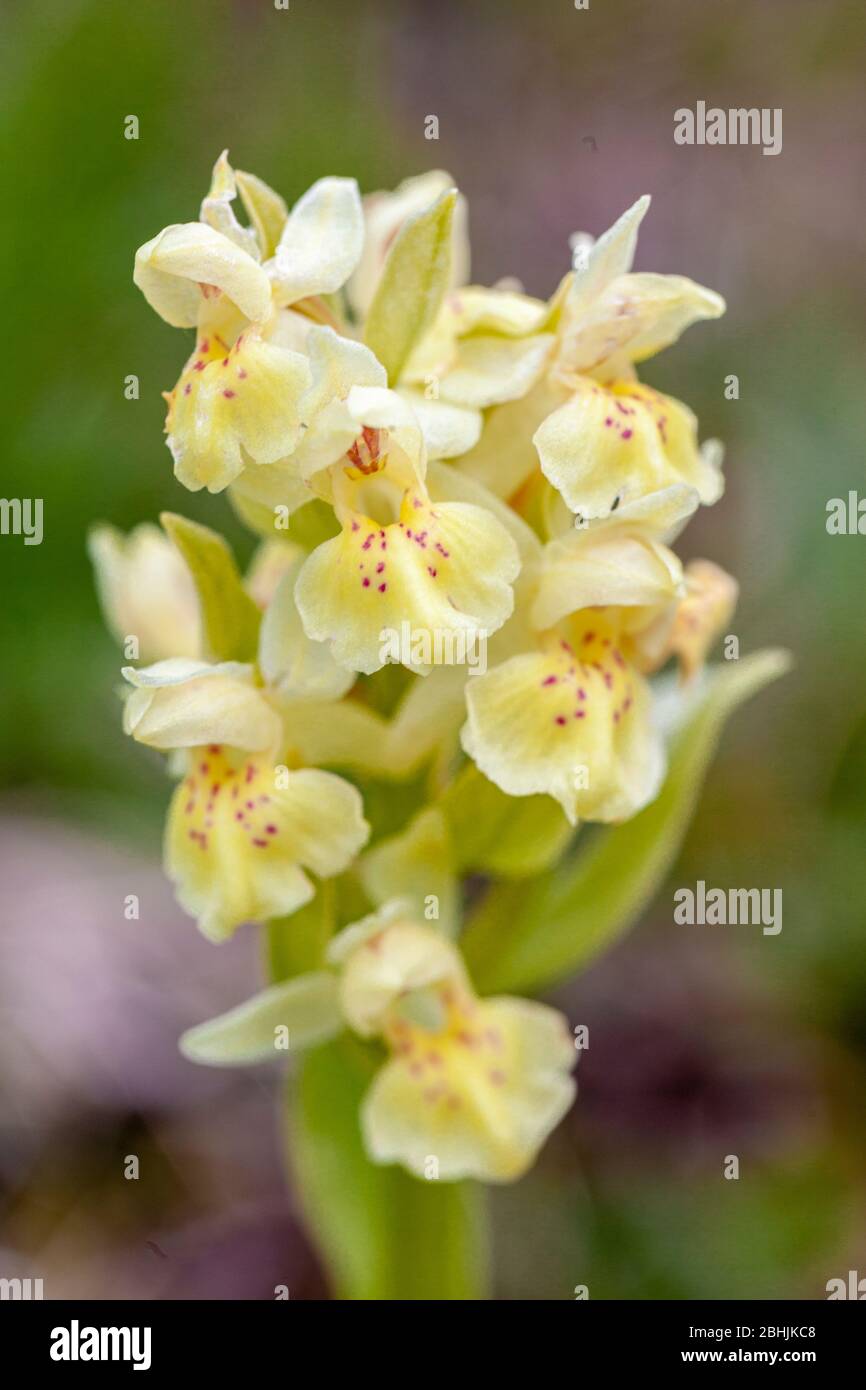 Elder blühenden Orchidee - Dactylorhiza sambucina -, Candanchu, Huesca, Spanien Stockfoto