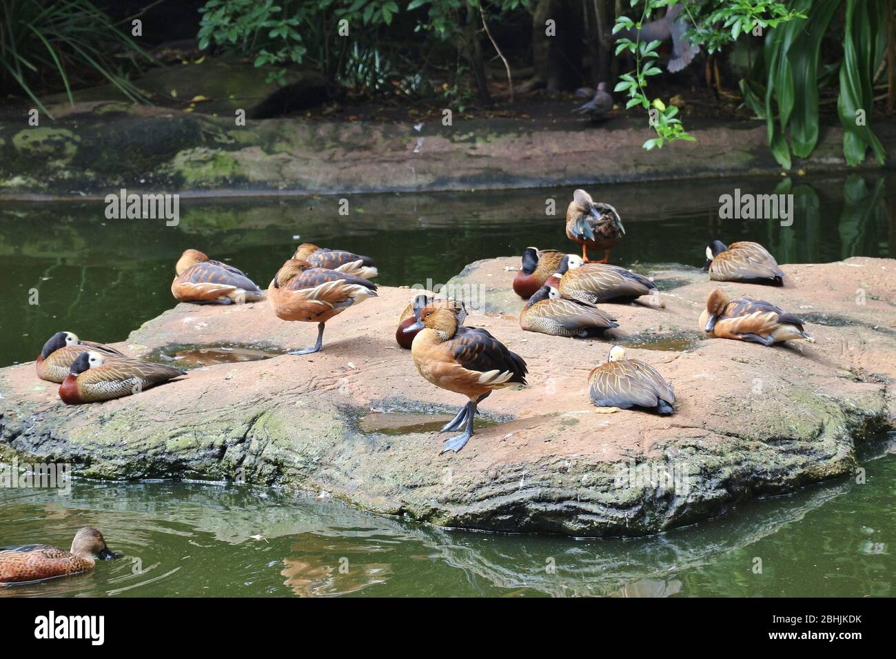 Verschiedene exotische Enten (White-faced und Fulvous pfeifende Enten und ein Cape Shovelor) in der Birds of Eden Freiflugschutzgebiet, Südafrika, Afrika. Stockfoto