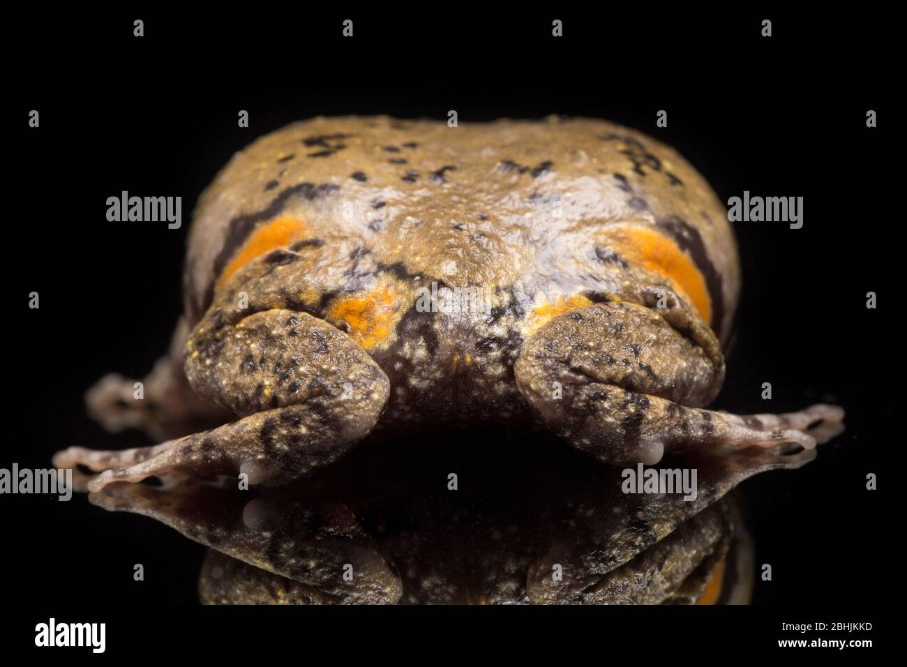 Gebänderter Bullfrosch oder asiatische Schmalschnauzkröten Es wissen auch mollig oder Bubble Frosch dieser Frosch ist in Südostasien auf schwarzem Hintergrund isoliert heimisch Stockfoto