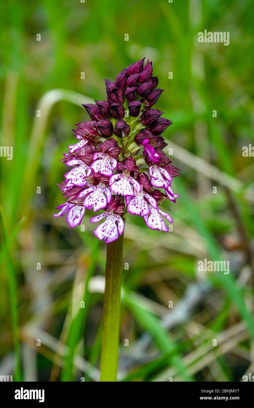 Lila Dame Orchidee wächst in Wiese, Ariege, Südfrankreich, Frankreich, Französisch Pyrenäen, Pyrenäen Stockfoto