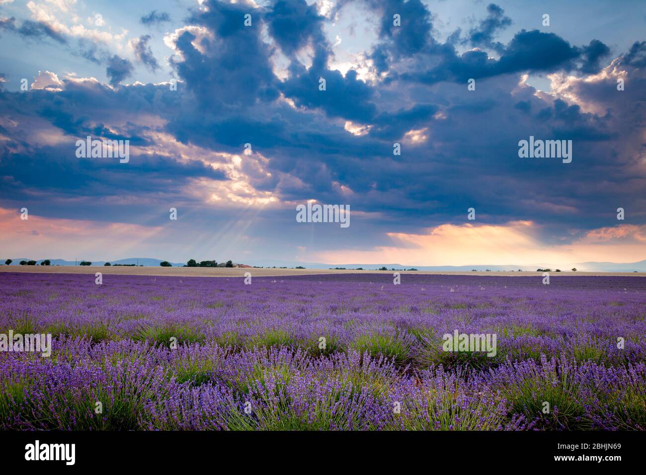 Wolkenverhangener Abend über Lavendelfeld bei Valensole, Provence, Frankreich Stockfoto