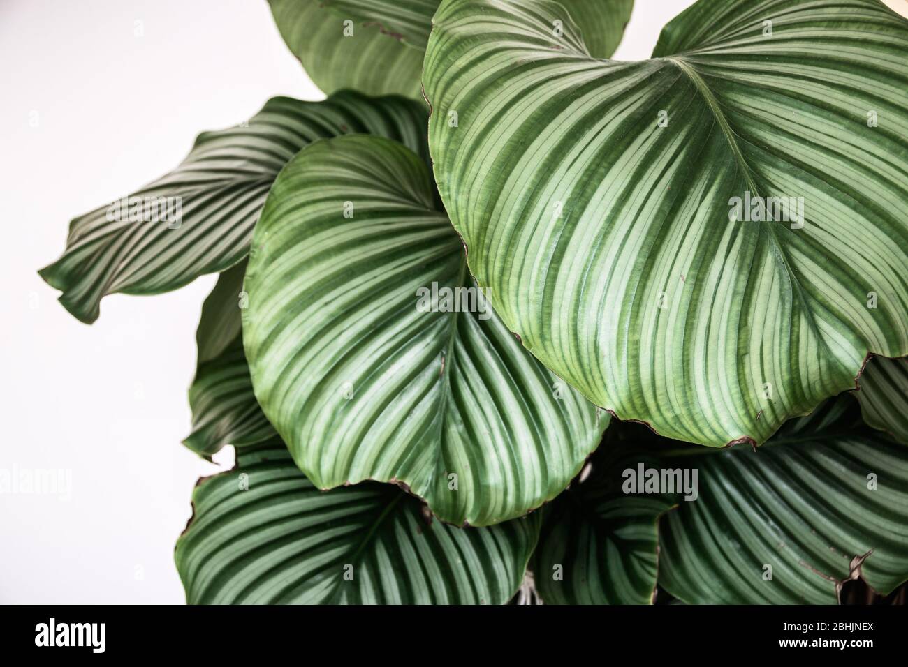 Nahaufnahme des gemusterten Laubes der calathea orbifolia Hauspflanze auf weißem Hintergrund. Verwaschene exotische Zimmerpflanzen Blattdetails. Stockfoto