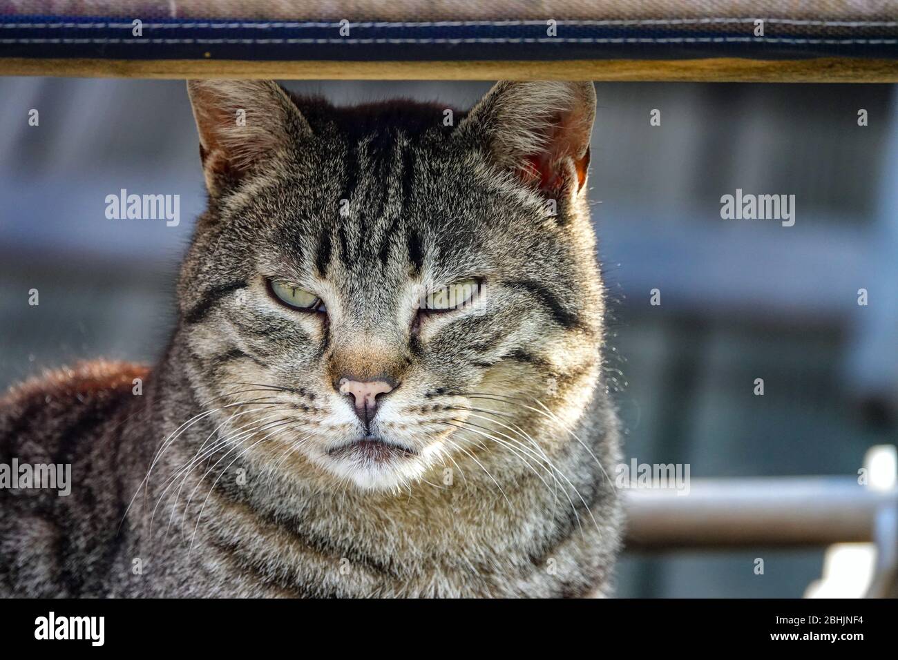 Nahaufnahme der gestreift gestromten Katze, Ariege, Südfrankreich, Frankreich, Französische Pyrenäen, Pyrenäen Stockfoto