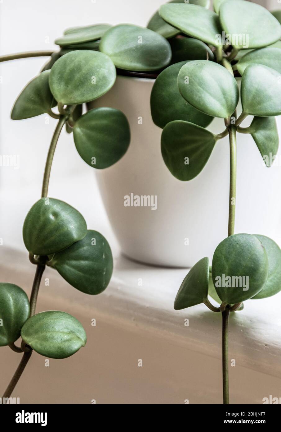 Nahaufnahme einer kleinen Pepromia 'Hope' (Peperomia Rotundifolia) Zimmerpflanze in weißem Topf auf einer hellen Fensterbank. Moderne nachlaufende saftige Zimmerpflanze det Stockfoto