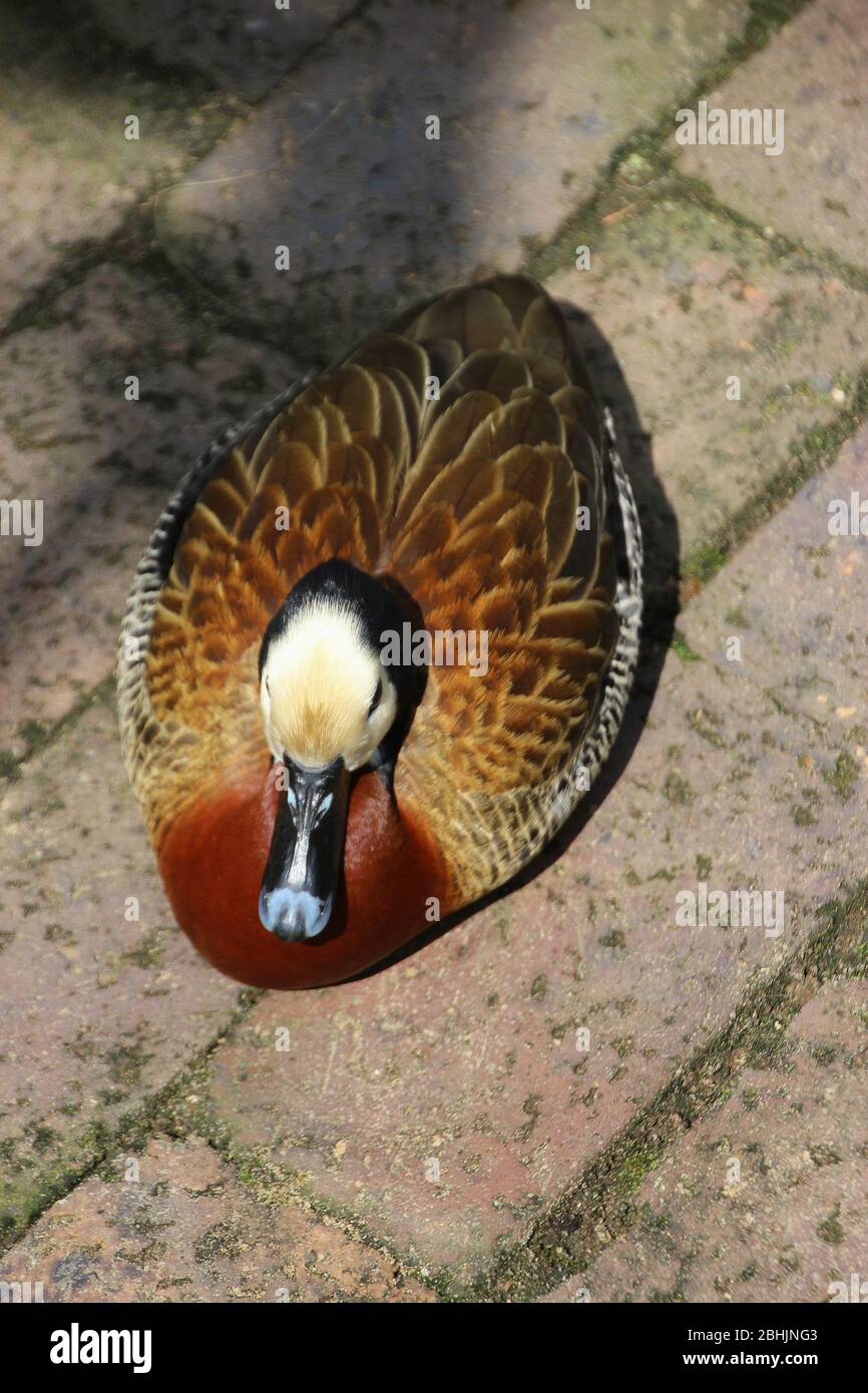 Eine wunderschöne pfeifende Ente mit weißem Gesicht in der Vogelwelt Eden, die sich in den Felsen in der Nähe von Plettenberg Bay, Südafrika, Afrika befindet. Stockfoto