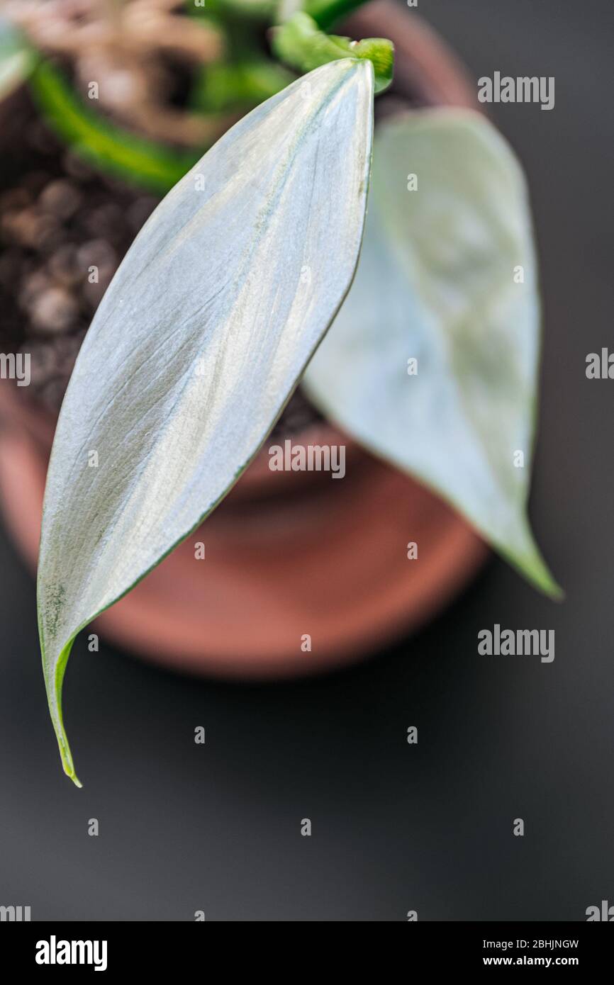 Philodendron Silberschwert (philodendron hastatum) Zimmerpflanze in einem Terrakotta-Topf auf dunklem Hintergrund. Nahaufnahme einer Pflanze mit silbrig glänzendem Laub. Stockfoto