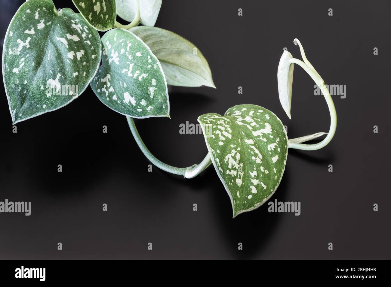 Nahaufnahme auf einer satinierten Pothos (scindapsus pictus) Rebe auf dunklem Hintergrund. Attraktive Blätter Zimmerpflanzen Detail. Stockfoto