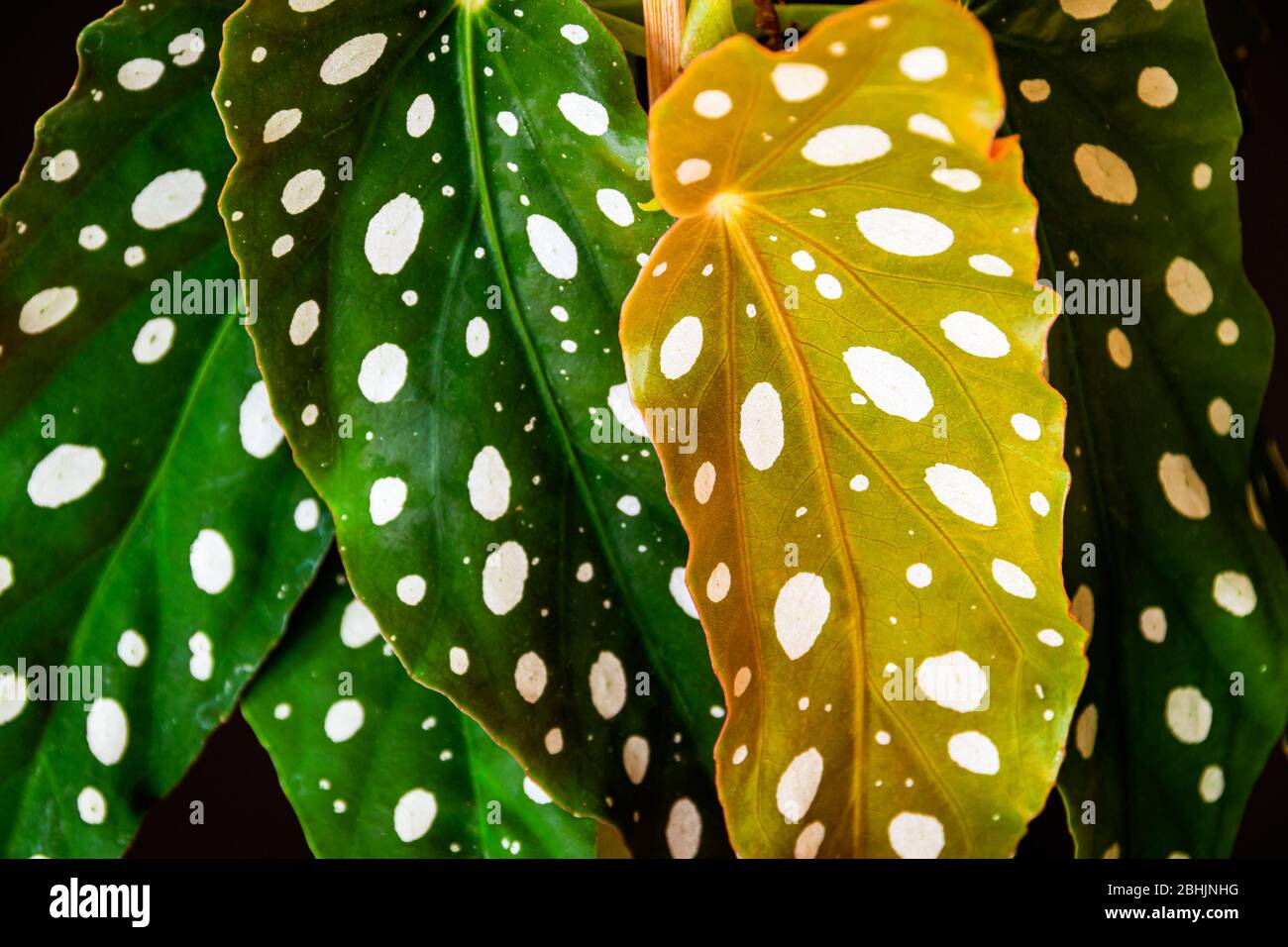Nahaufnahme der polka-dot gemusterten Blätter der polka-dot begonia (begonia maculata var. Wightii) Zimmerpflanze. Einzigartiges Zimmerpflanzen Detail. Stockfoto