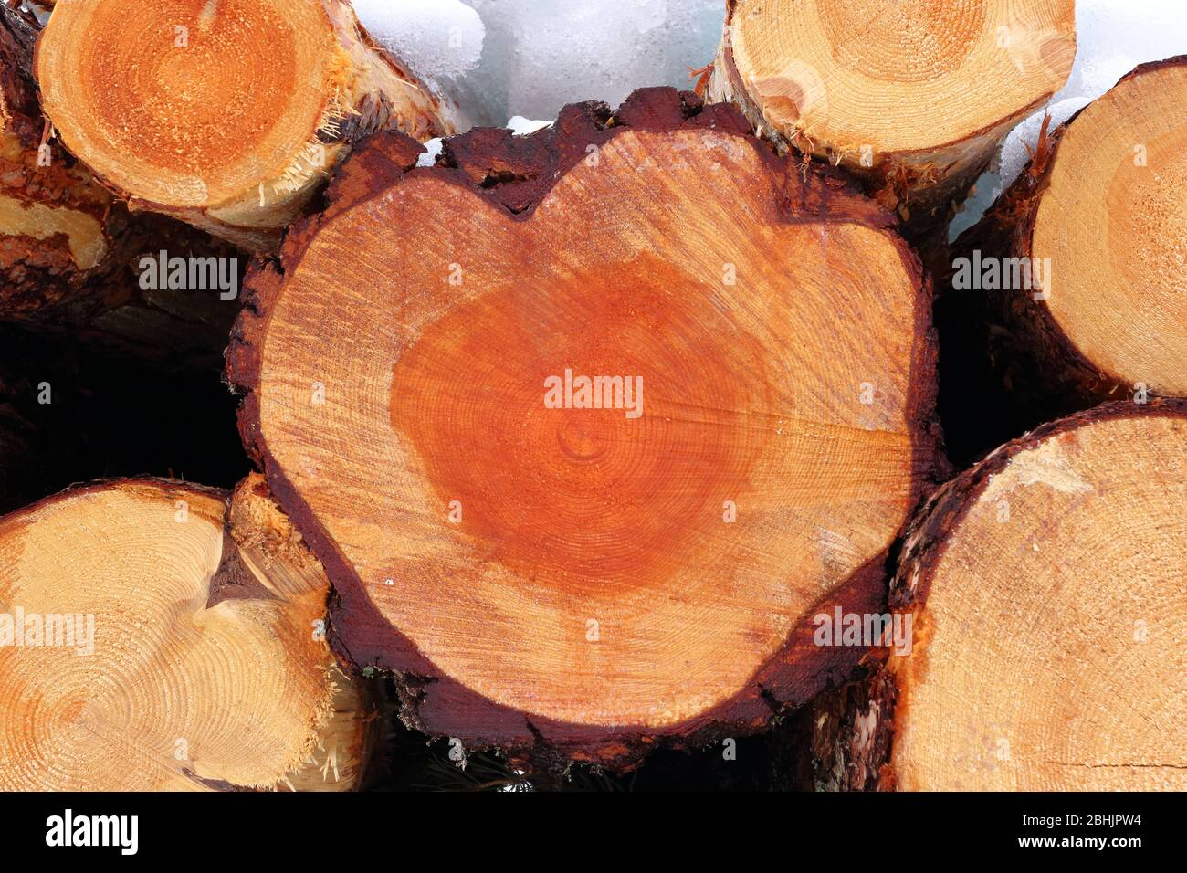 Nahaufnahme von frisch gefällten Fichten (Picea abies) mit deutlich sichtbaren Baumringen, Trøndelag, Norwegen Stockfoto