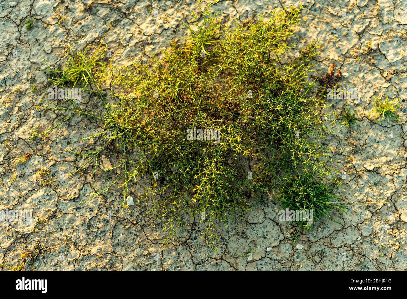 Eine Outdoor-Landschaft Nahaufnahme einer wilden grünen Strauchpflanze wächst an einem desolaten trockenen Wüstensand an einem sonnigen Sommertag erschossen Stockfoto