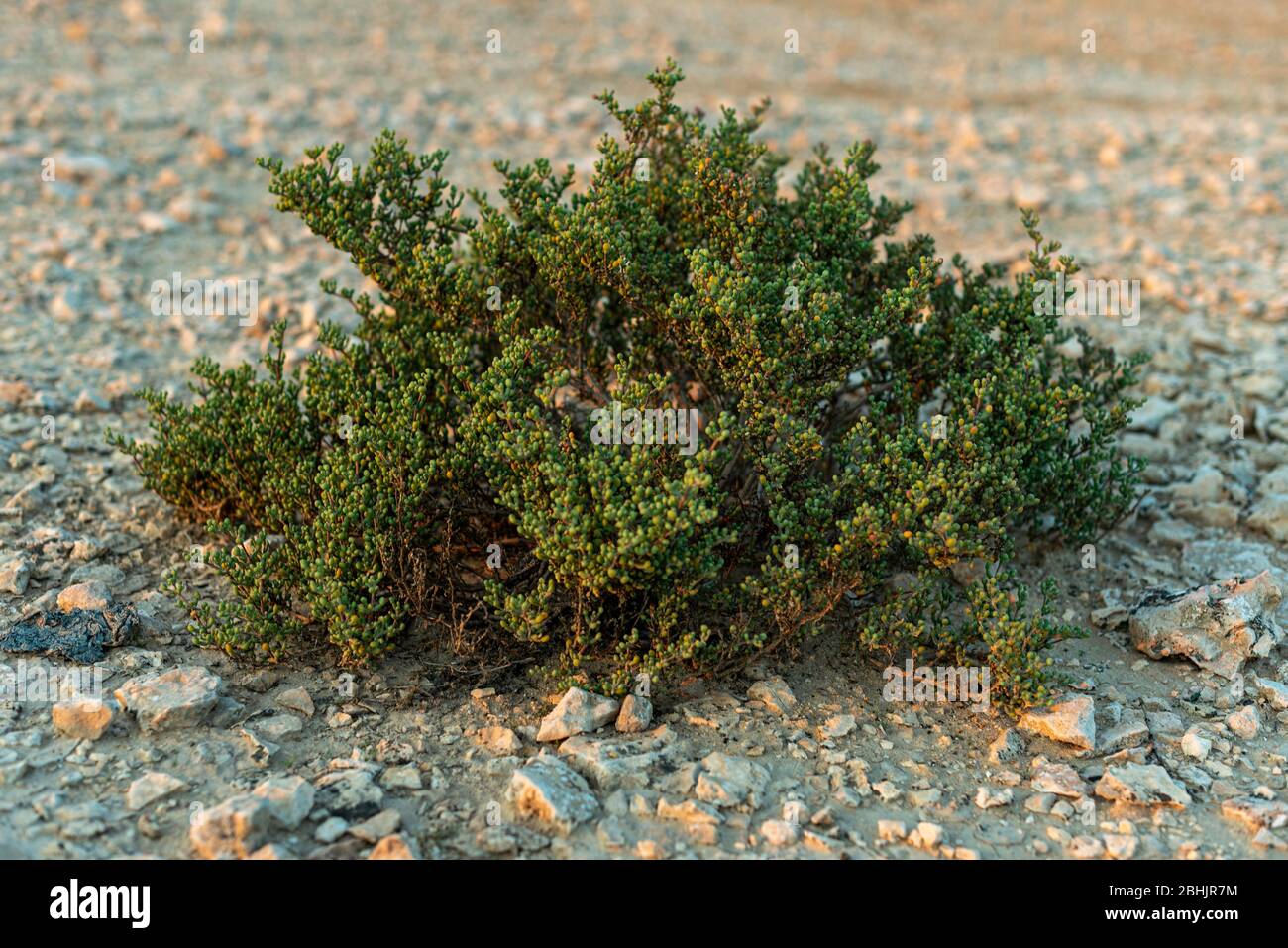 Ein Naturfoto im Freien von einem lebenden wilden grünen Strauch, der in der trockenen Sandwüste-Umgebung unversehrte wächst, aufgenommen an einem sonnigen Tag Stockfoto