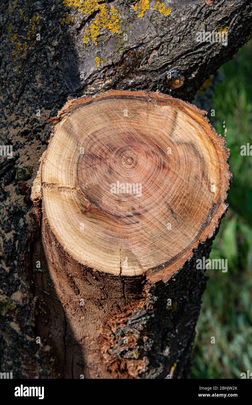 Alter Baum mit abgeschnittenem Ast und gesprungenem Holz Textur des Baumringes Muster. Rustikaler Holzhintergrund Stockfoto