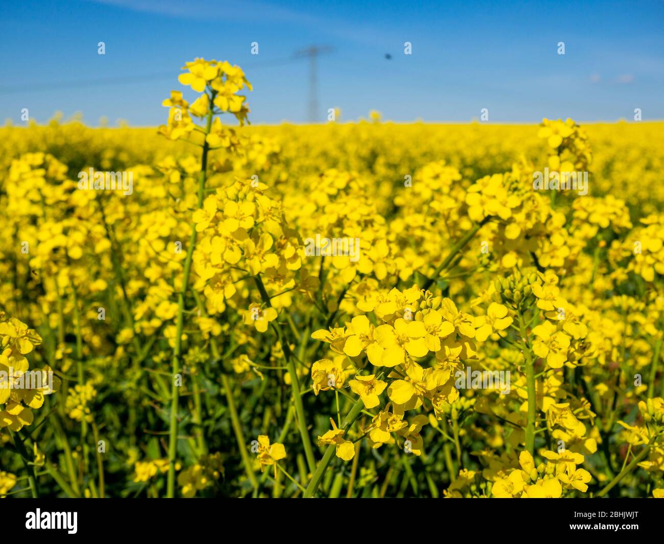 Raps blüht im Frühjahr gelb Stockfoto