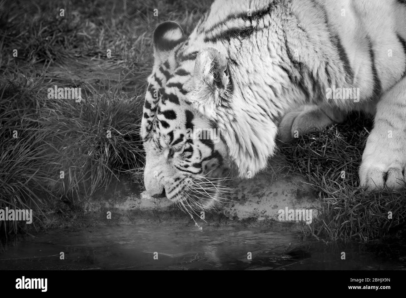 Monochrome Nahaufnahme eines weißen Tigers (Panthera tigris) in Gefangenschaft, isoliertes Trinkwasser im Freien aus Pool, West Midland Safari Park, Großbritannien. Stockfoto