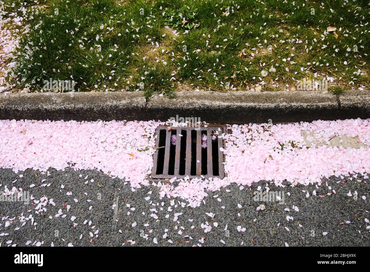 Von Bäumen heruntergefallene Blütenblätter säumen die Rinne Ein Abfluss am Rande der Straße in der VEREINIGTES KÖNIGREICH Stockfoto