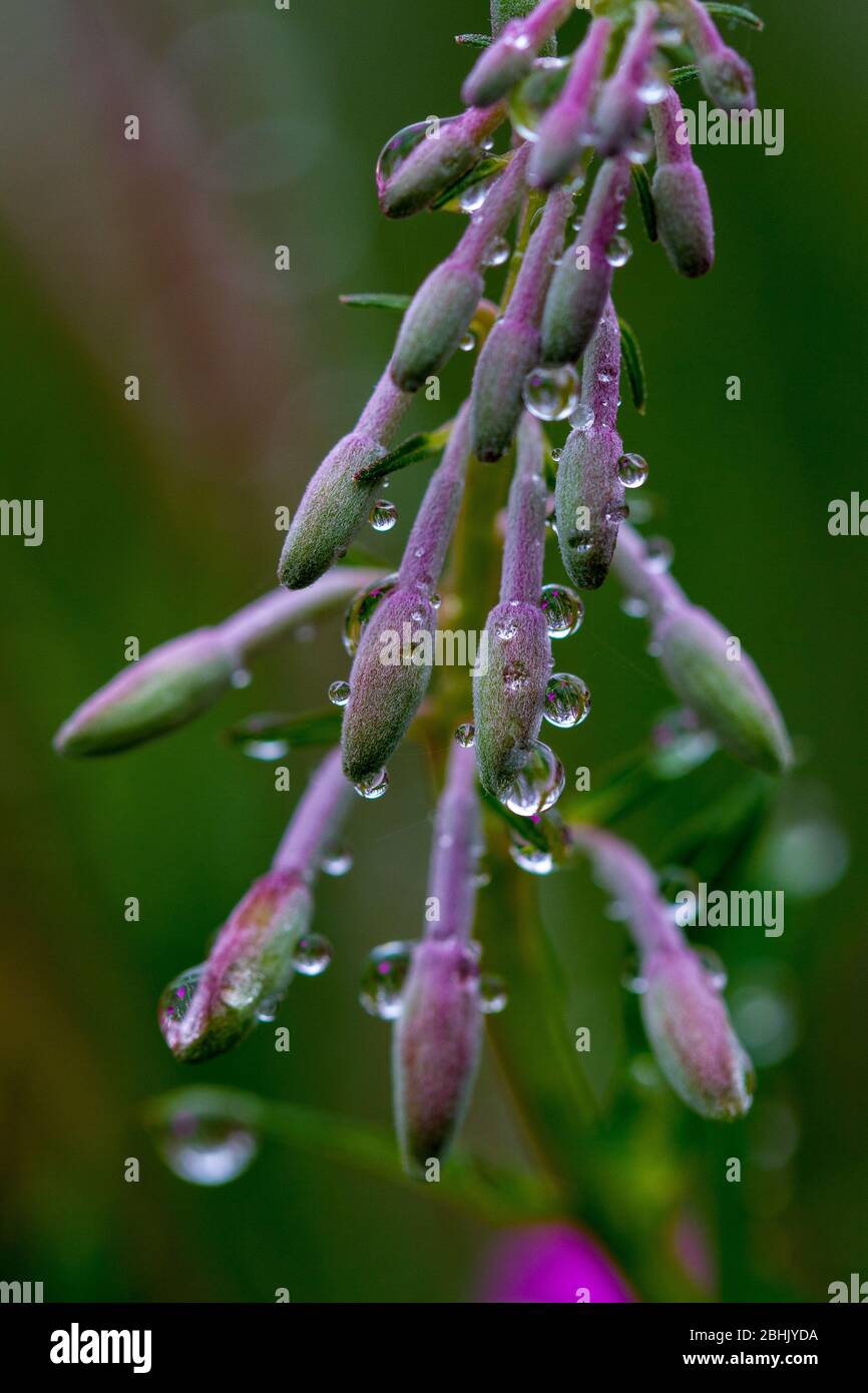 Geschlossene lila Knospen mit Regentropfen Stockfoto