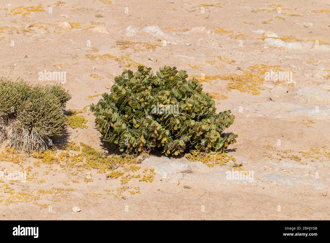 Geldbaum in der namibischen Wüste Stockfoto