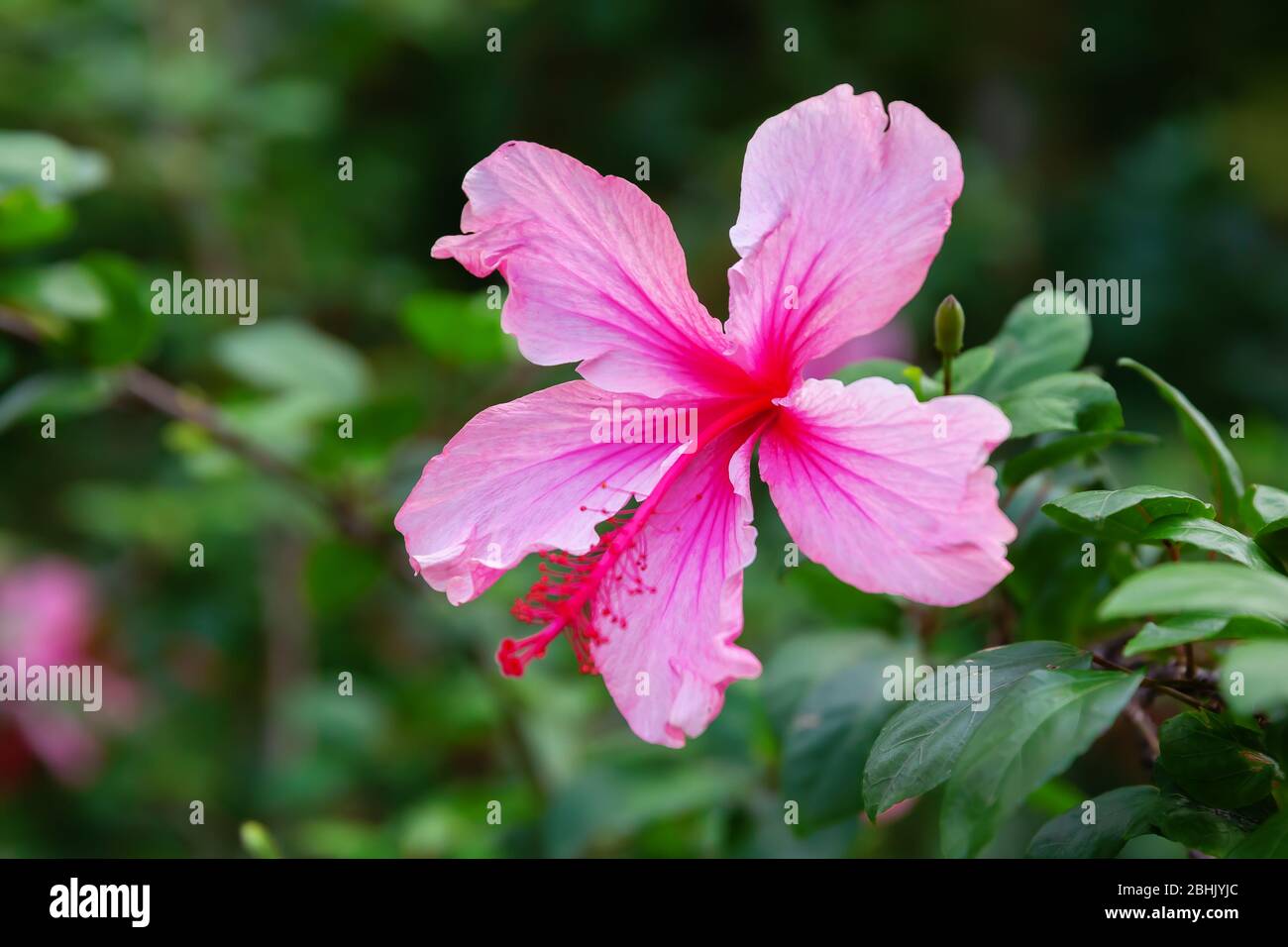 Bild einer rosa Blume eines Hibiskusbaums Stockfoto