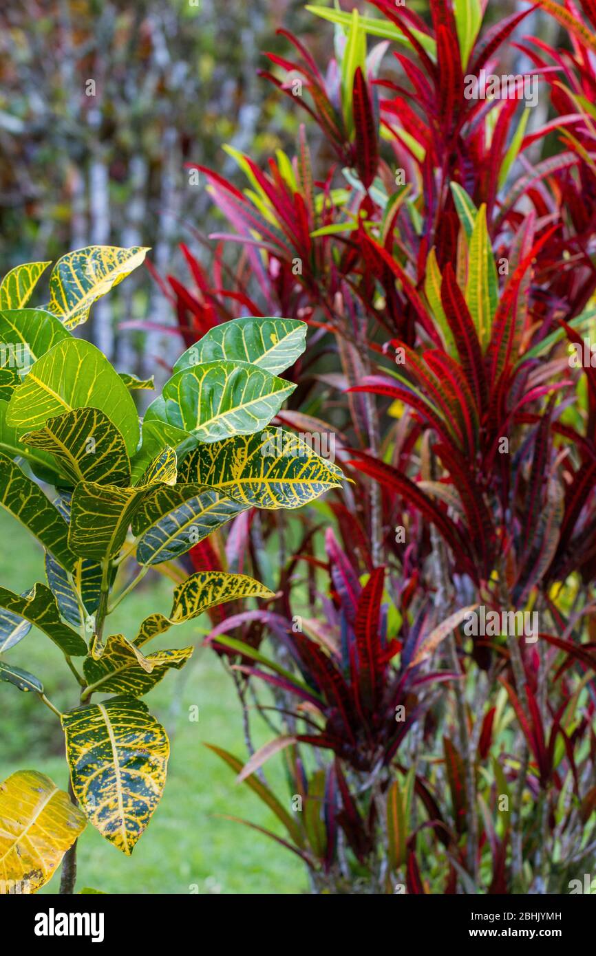 Bunte Blätter im tropischen Garten Stockfoto