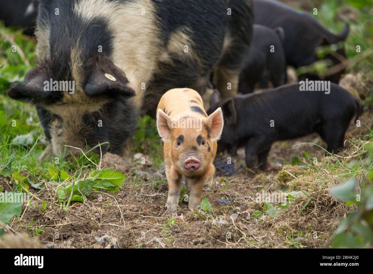 Cumbernauld, Großbritannien. April 2020. Im Bild: Süße Frühlingsferkel spielen in der Wärme des nachmittäglichen Frühlingssonne. Diese kleinen Schweine haben ihren Speck gerettet, da die Blockierung des Coronavirus (COVID-19) dazu geführt hat, dass die Dinge auf dem Bauernhof zum Stillstand gekommen sind und die Tiere vorerst ein neues Leben genießen können. Quelle: Colin Fisher/Alamy Live News Stockfoto