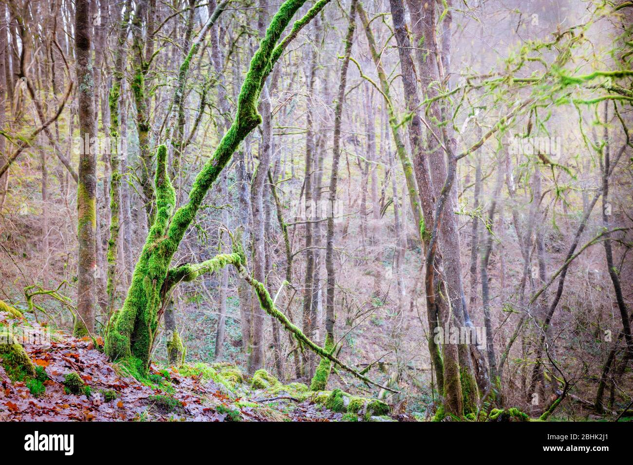 Moos bedeckte Bäume auf dem Elidir Trail, legendärer Eingang zum Märchenreich, im Fforest Ffaw Geopark (großer Wald) in den Brecon Beacons Stockfoto