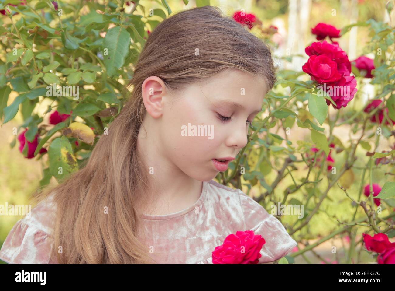 Ein süßes Mädchen mit Pferdeschwanz, das Rosen in einem Sommergarten ansieht Stockfoto