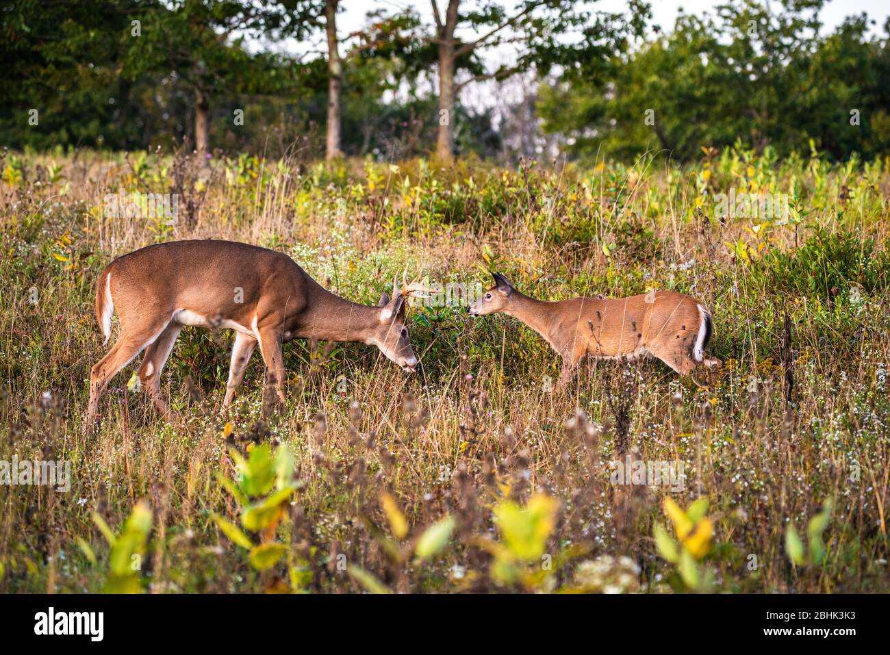 Ein junges Weißschwanz-Fawn mit untersucht einen Geweihbuck mit einer Profilansicht von beiden. Stockfoto