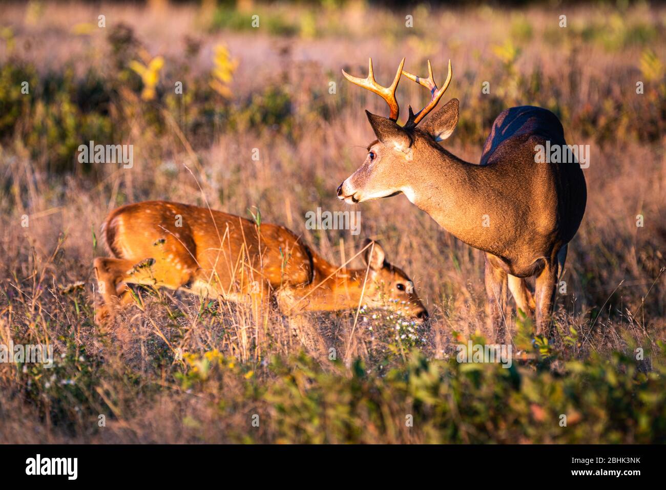 Ein junges Weißschwanz-Fawn mit weißen Flecken prüft einen Geweihbuck. Stockfoto