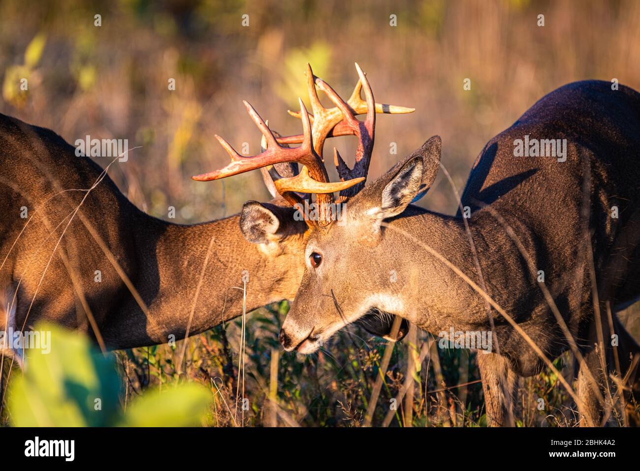 Ein Nahaufnahme von zwei jungen Hirschböcken, die ein Geweih auf einem Feld spärten und sperren Stockfoto