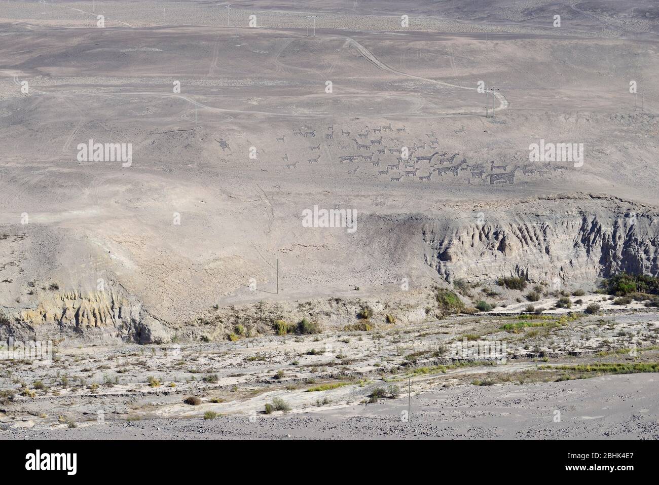 Geoglyphen von Tiliviche, Mann mit Lamas, Quebrada de Retamilla, Tarapaca Region, Chile Stockfoto
