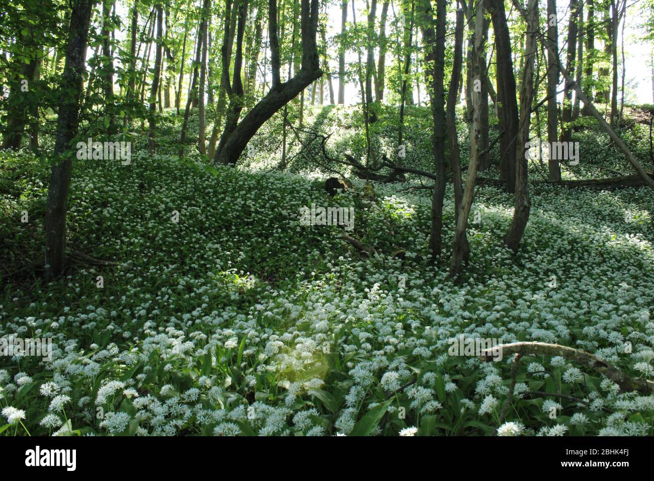 Holzknoblauchzehen mit weißer Blume in österreichischen Wäldern Stockfoto