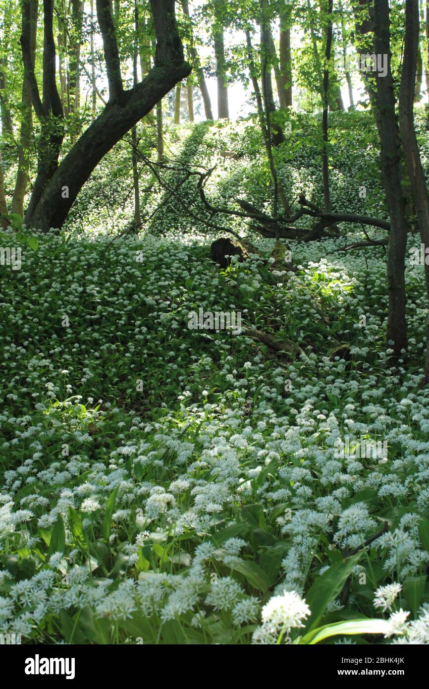 Holzknoblauchzehen mit weißer Blume in österreichischen Wäldern Stockfoto