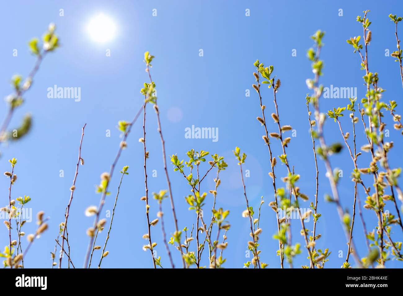 Das Erwachen der Natur. Junge frische Blätter. Frühe Frühlingsgrüne Knospen am Ast. Blauer, klarer Himmel mit Sonneneinstrahlung. Stockfoto