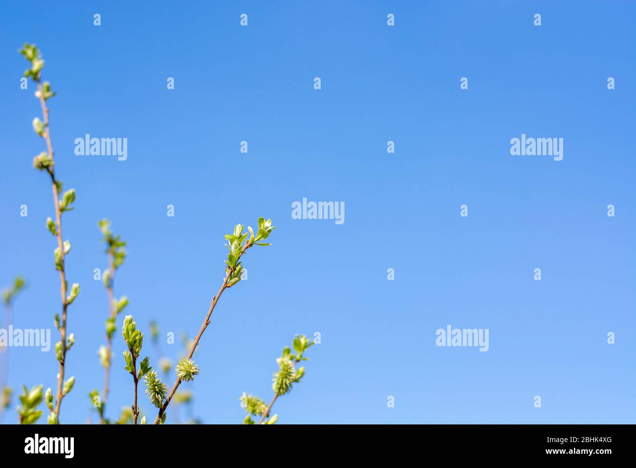 Das Erwachen der Natur. Junge frische Blätter. Frühe Frühlingsgrüne Knospen am Ast. Blauer Himmel. Stockfoto