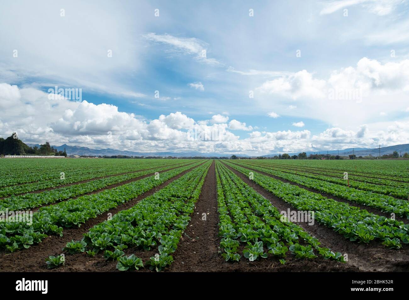 Salat Kulturen wachsen in einem Feld in ländlichen San Benito County, Kalifornien im Frühjahr Stockfoto