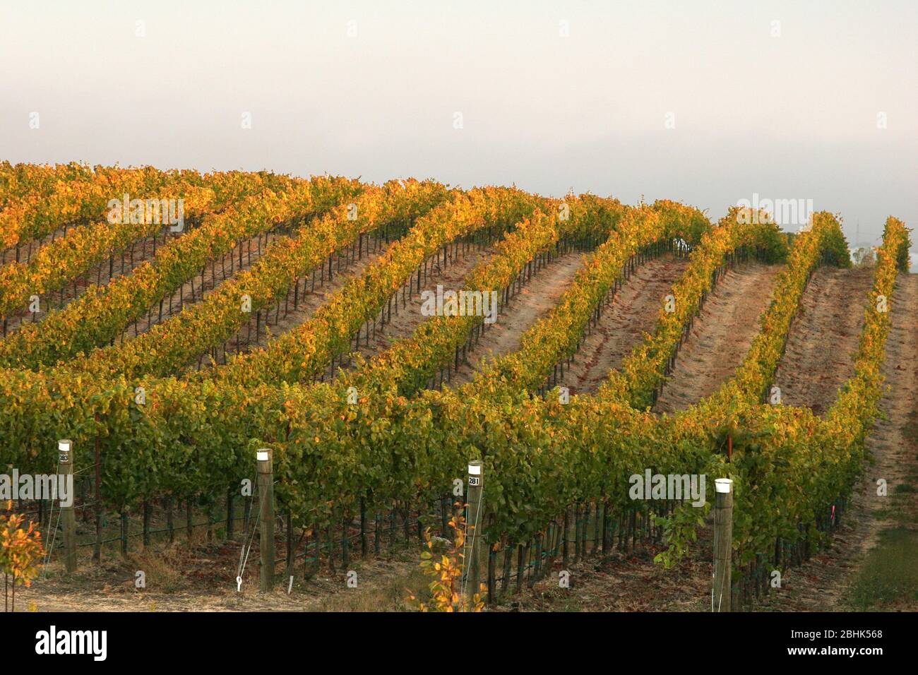 Reihen von Weintrauben in einem Edna Valley Weinberg in San Luis Obispo County, Kalifornien Stockfoto