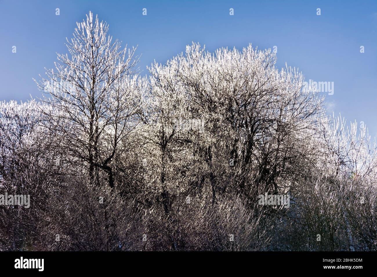 Winterlandschaft mit eisigen Bäumen Stockfoto