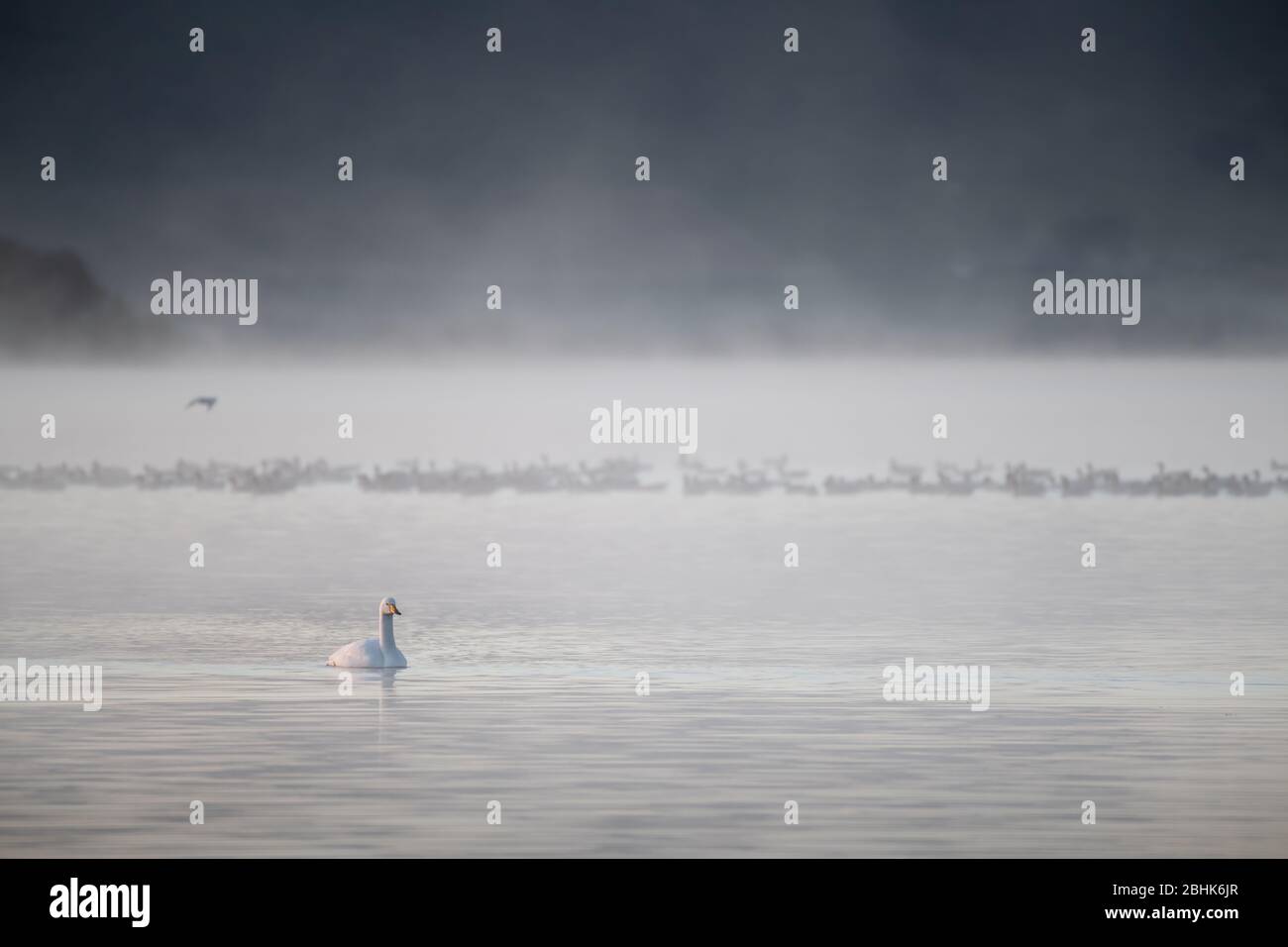 Singschwan (Cygnus Cygnus) Schwimmen hinter einer Gruppe von rosa Gänse (Anser brachyrhynchus) mit einem nebligen Loch im Hintergrund. Stockfoto