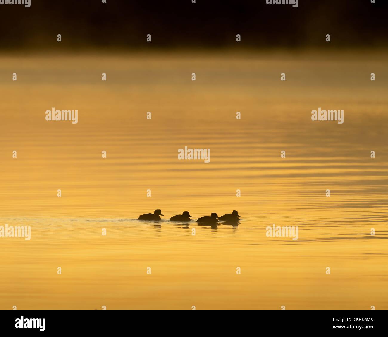 Silhouetted tufted Enten (Aythya fuligala) einander durch ruhiges Wasser in einem goldenen Sonnenaufgang folgen. Loch Leven National Nature Reserve, Schottland, Stockfoto